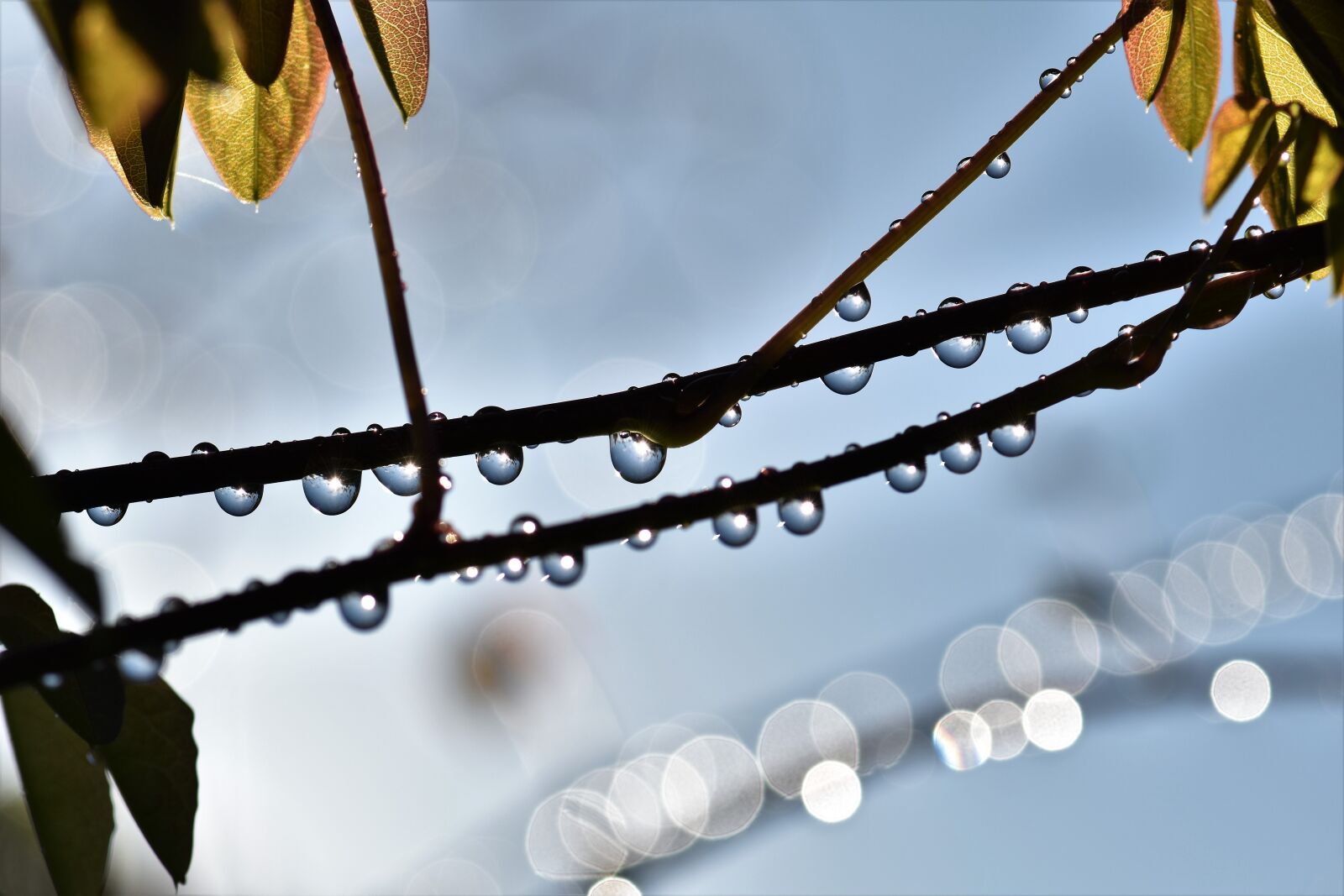 Nikon D5500 sample photo. Raindrop, dewdrop, drop of photography