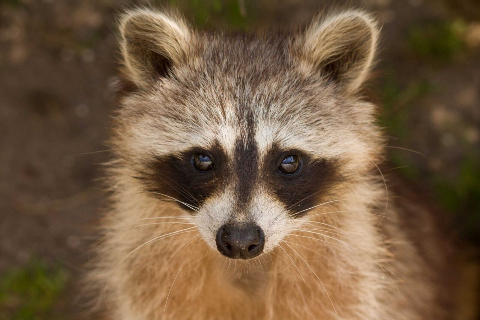 Canon EF-S 55-250mm F4-5.6 IS II sample photo. Raccoon, portrait, wildlife photography