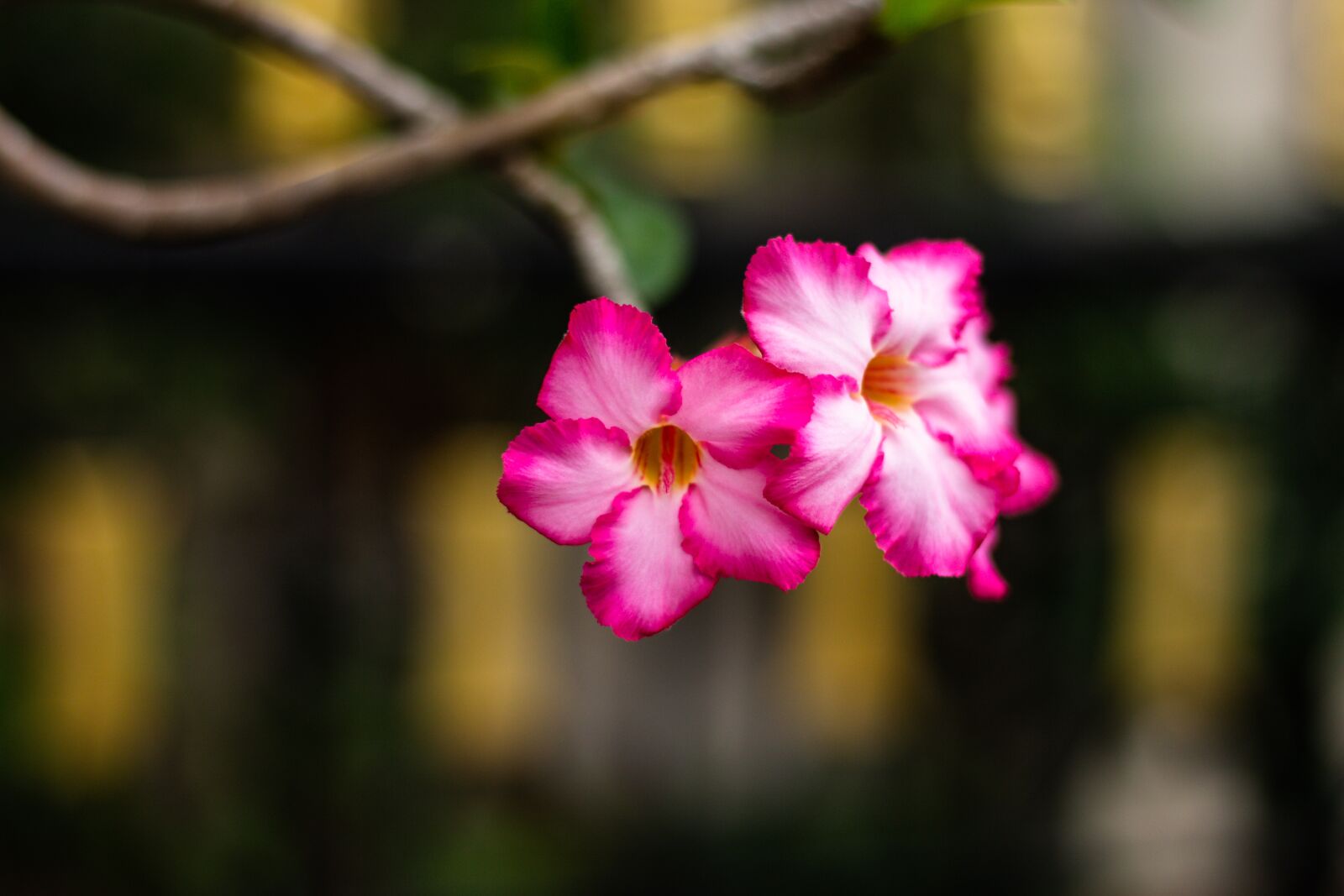 Canon EOS 700D (EOS Rebel T5i / EOS Kiss X7i) + Canon EF 50mm F1.8 STM sample photo. Invited to visit, flowers photography