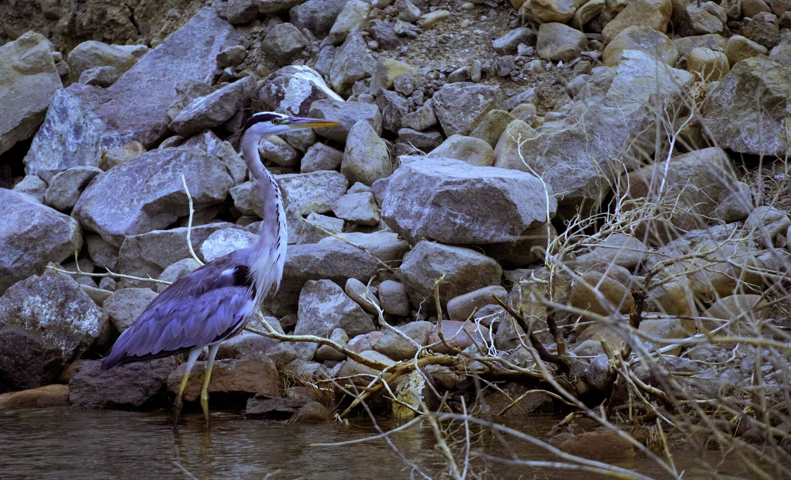 Sony E 18-135mm F3.5-5.6 OSS sample photo. Wildlife, bird, nature photography