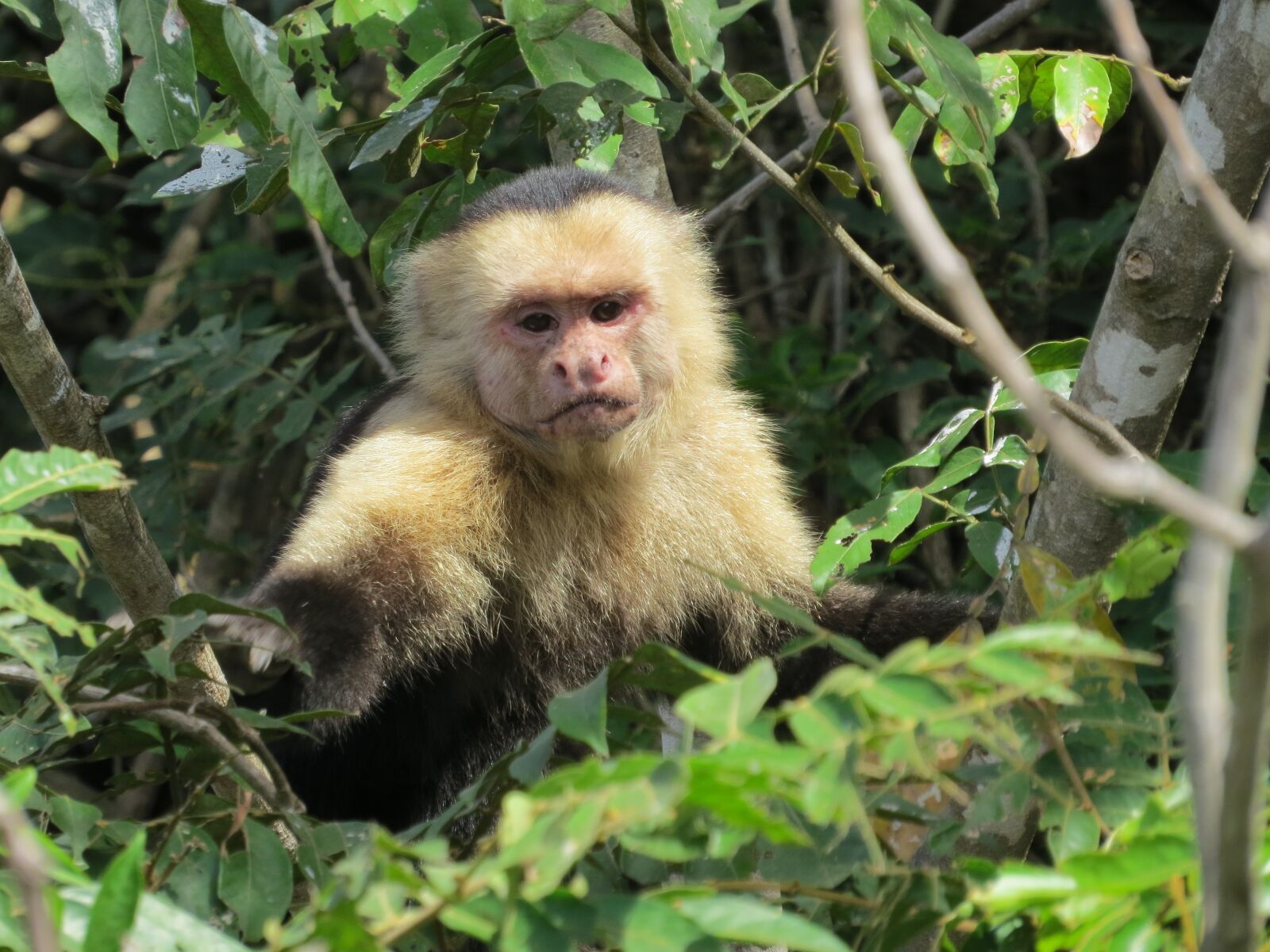 Canon PowerShot SX50 HS sample photo. Monkey, wildlife, nature photography