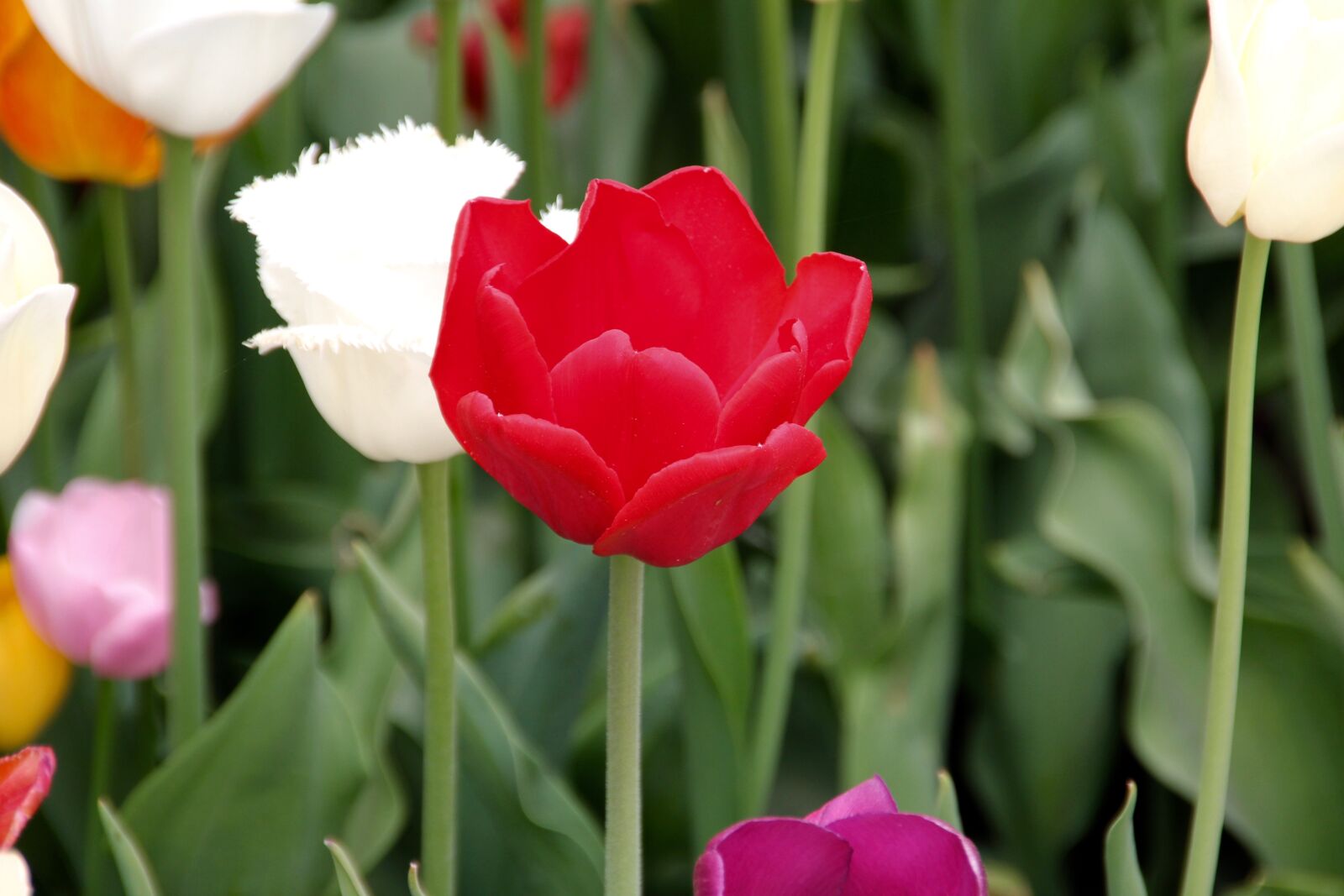 Canon EOS 60D sample photo. Tulip, field of flowers photography