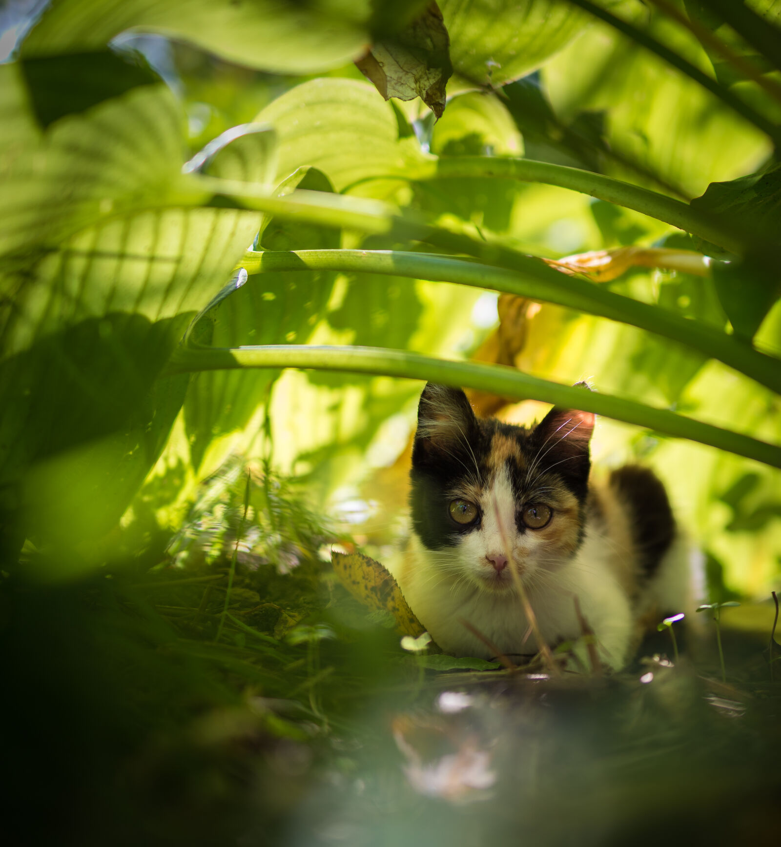 Nikon D810 sample photo. Cat, cats, feline, green photography