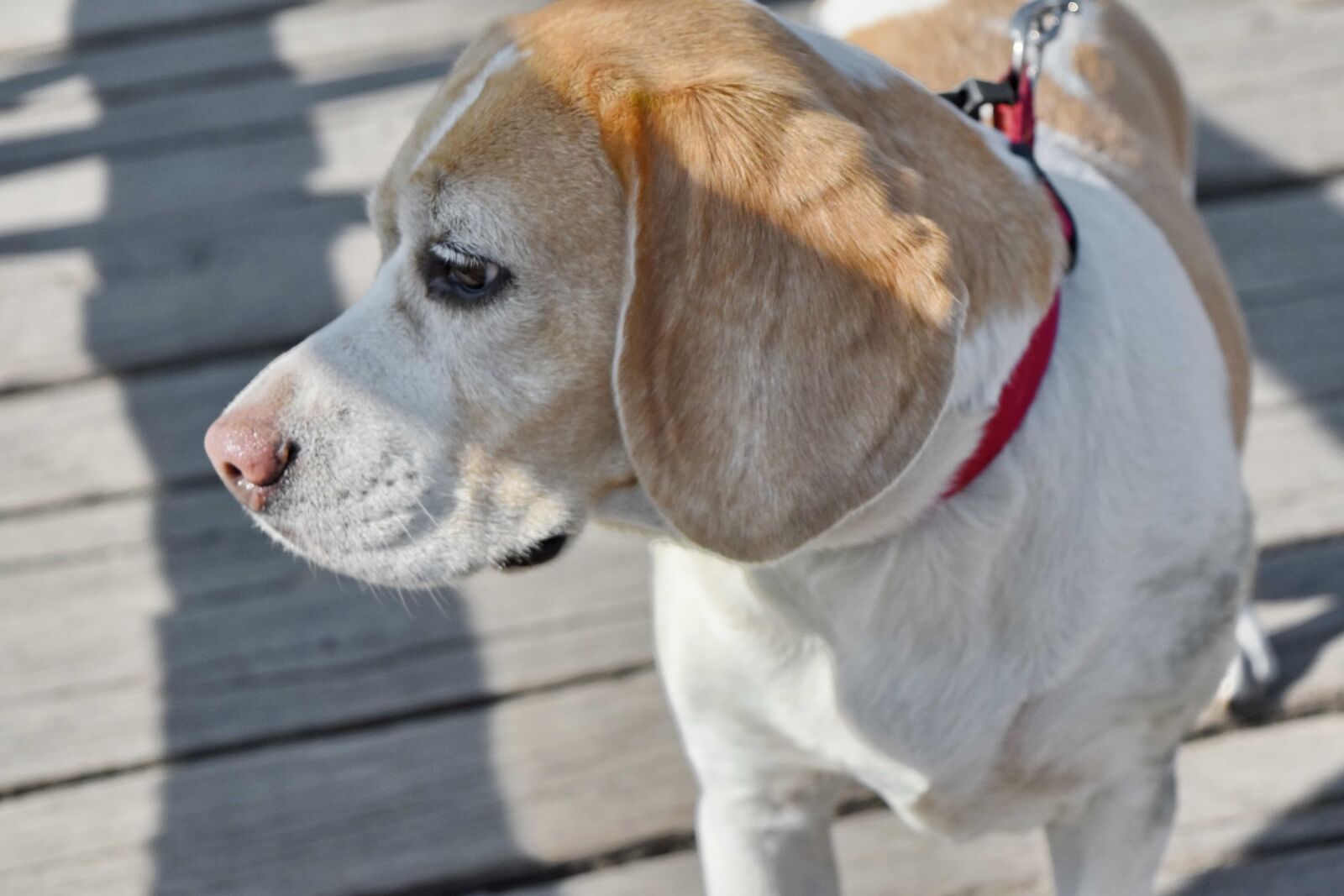 Nikon D5500 sample photo. Purebred, shadow, dog, canine photography
