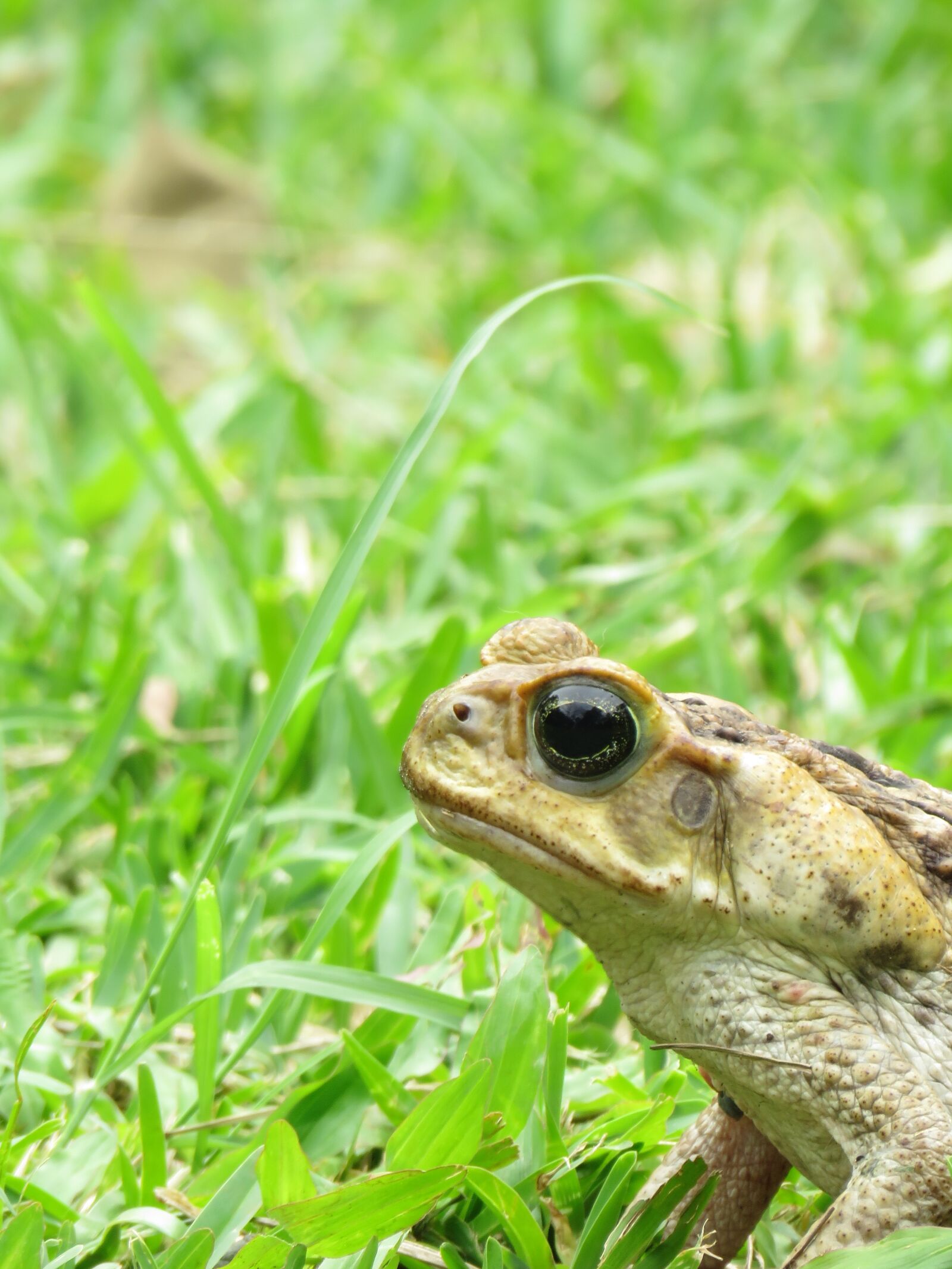 Canon PowerShot SX60 HS sample photo. Toad, animal, amphibious photography