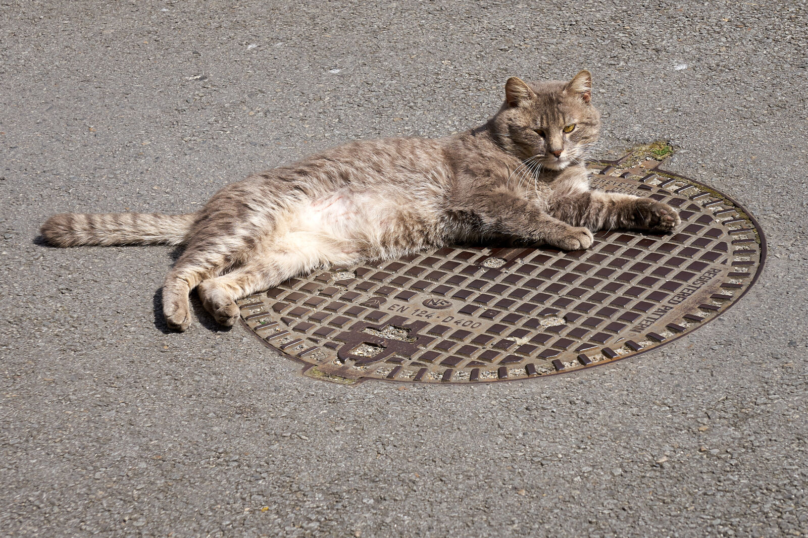 Sony E 55-210mm F4.5-6.3 OSS sample photo. Animalier, animaux, de, compagnie photography