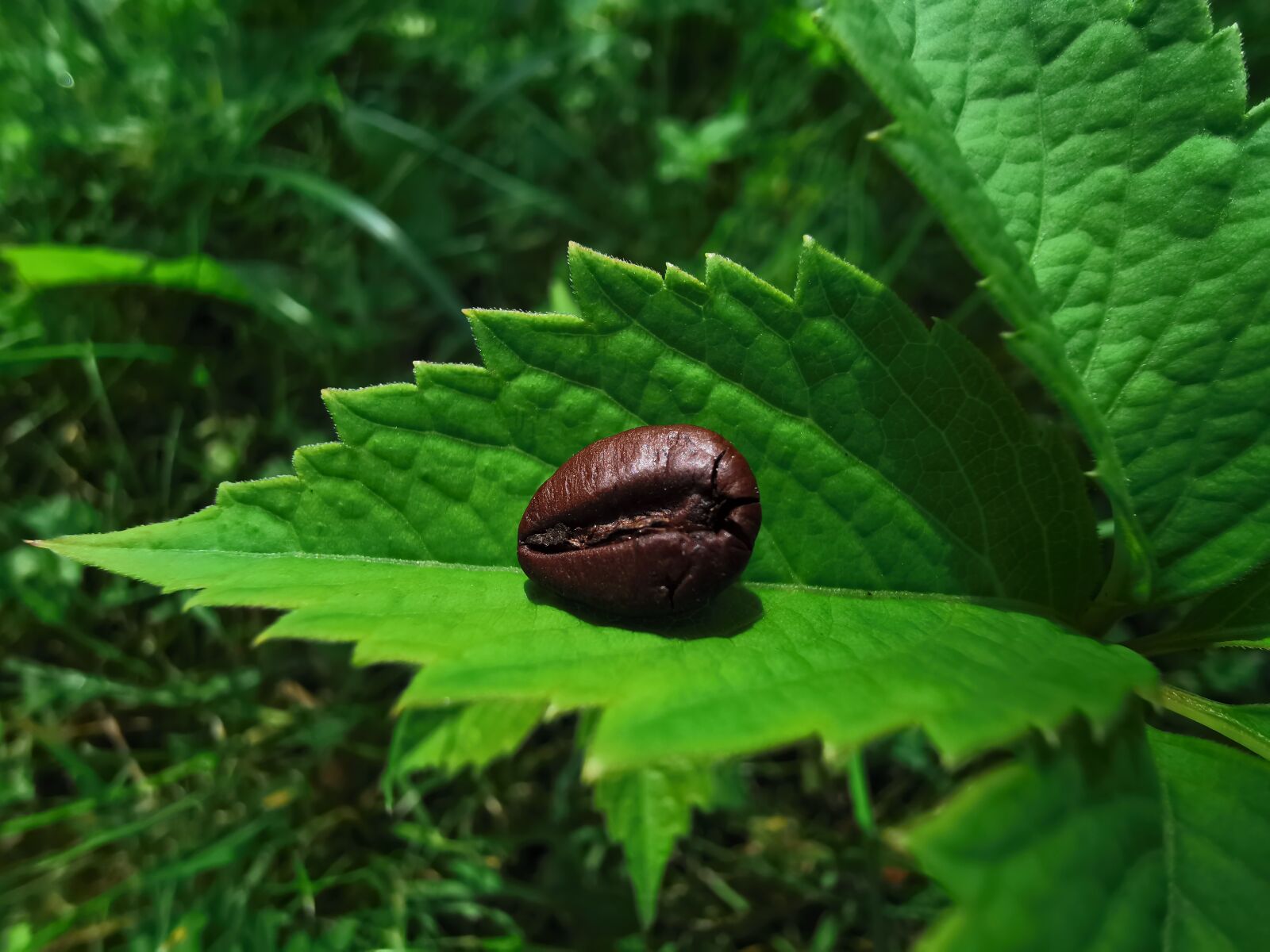 HUAWEI P30 Pro sample photo. Coffee, nature, plants photography