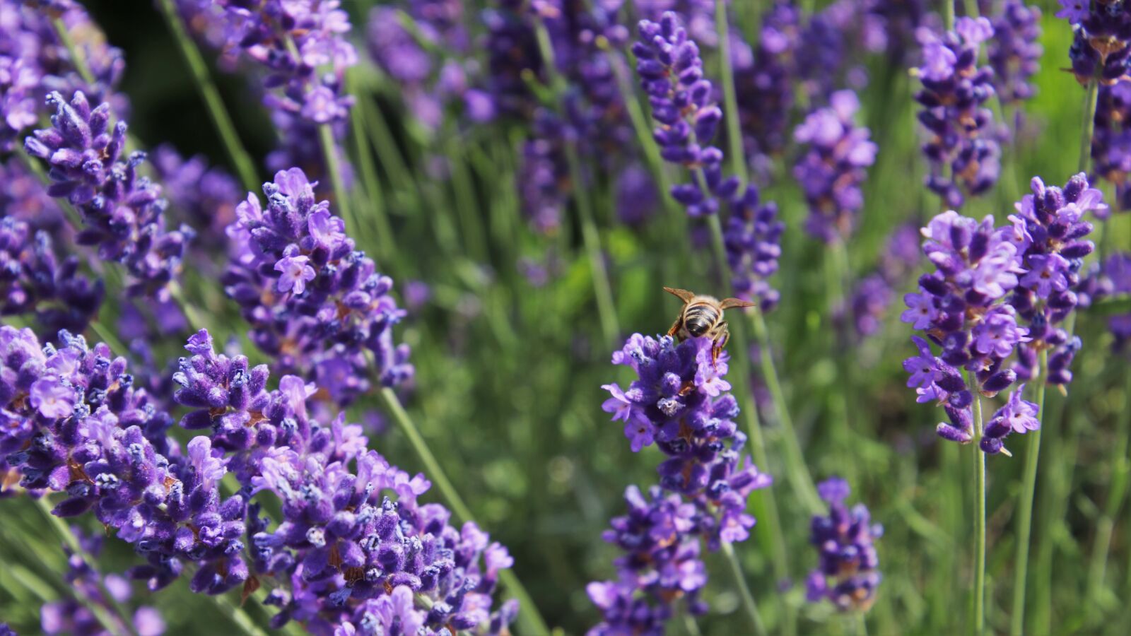 Canon EOS 80D sample photo. The lavender flower, nectar photography