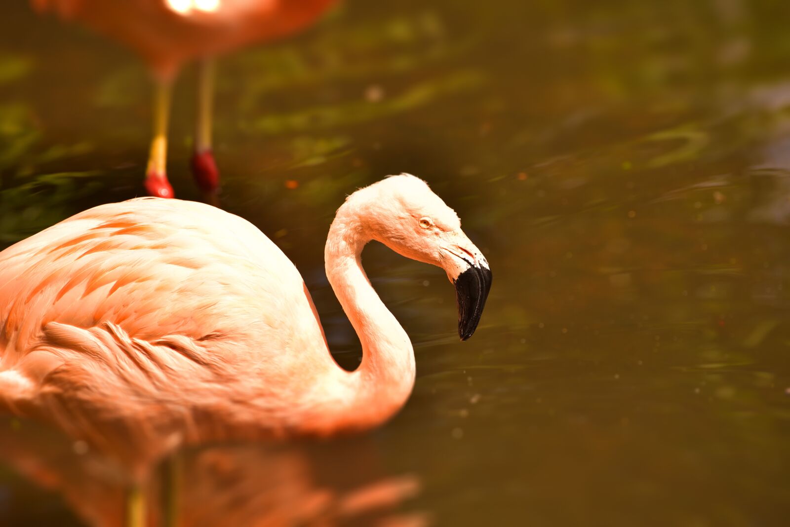 Nikon D750 sample photo. Flamingo, pink, pink flamingo photography