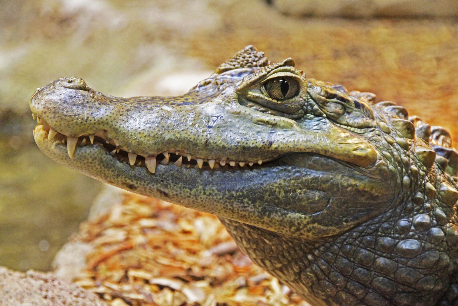 Canon EOS 7D sample photo. Alligator, gator, teeth photography