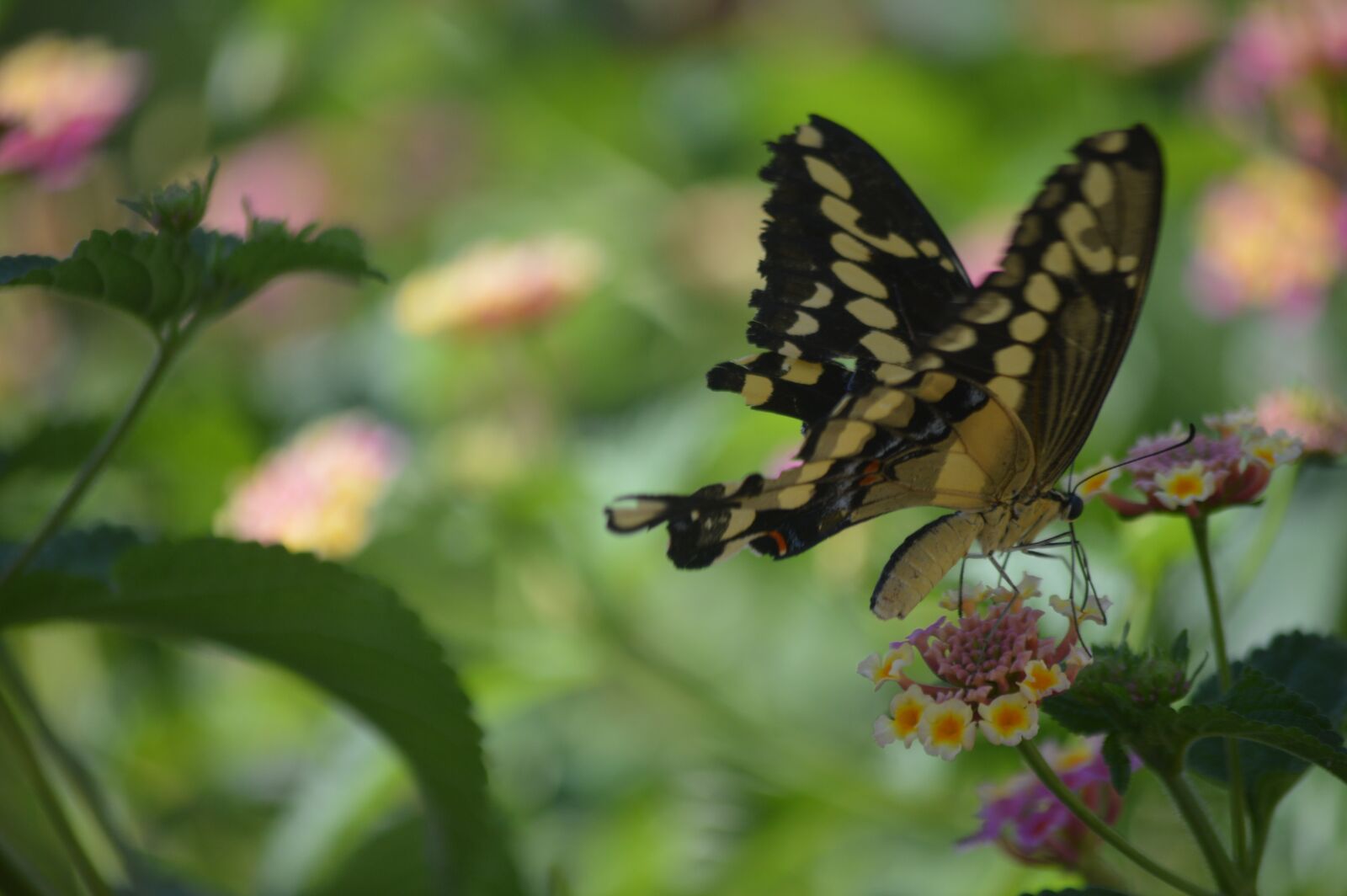 Nikon D3200 sample photo. Butterfly, flowers, spring photography