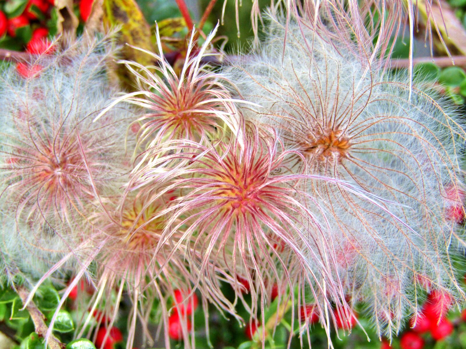 Canon POWERSHOT SX432 IS sample photo. Clematis, faded, seeds photography