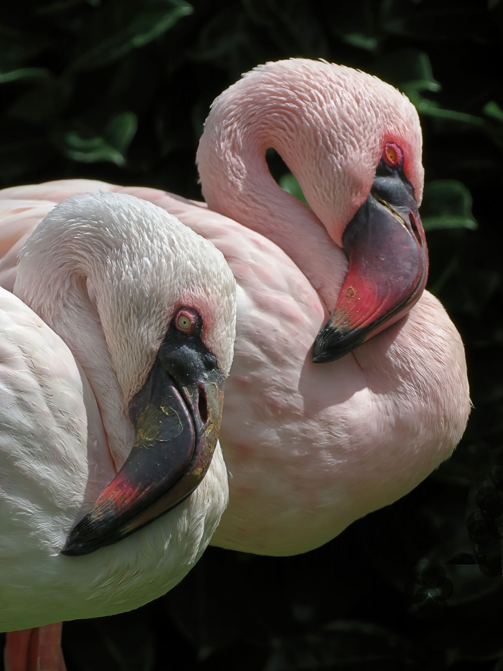 Canon PowerShot SX40 HS sample photo. Flamingos, birds, animals photography