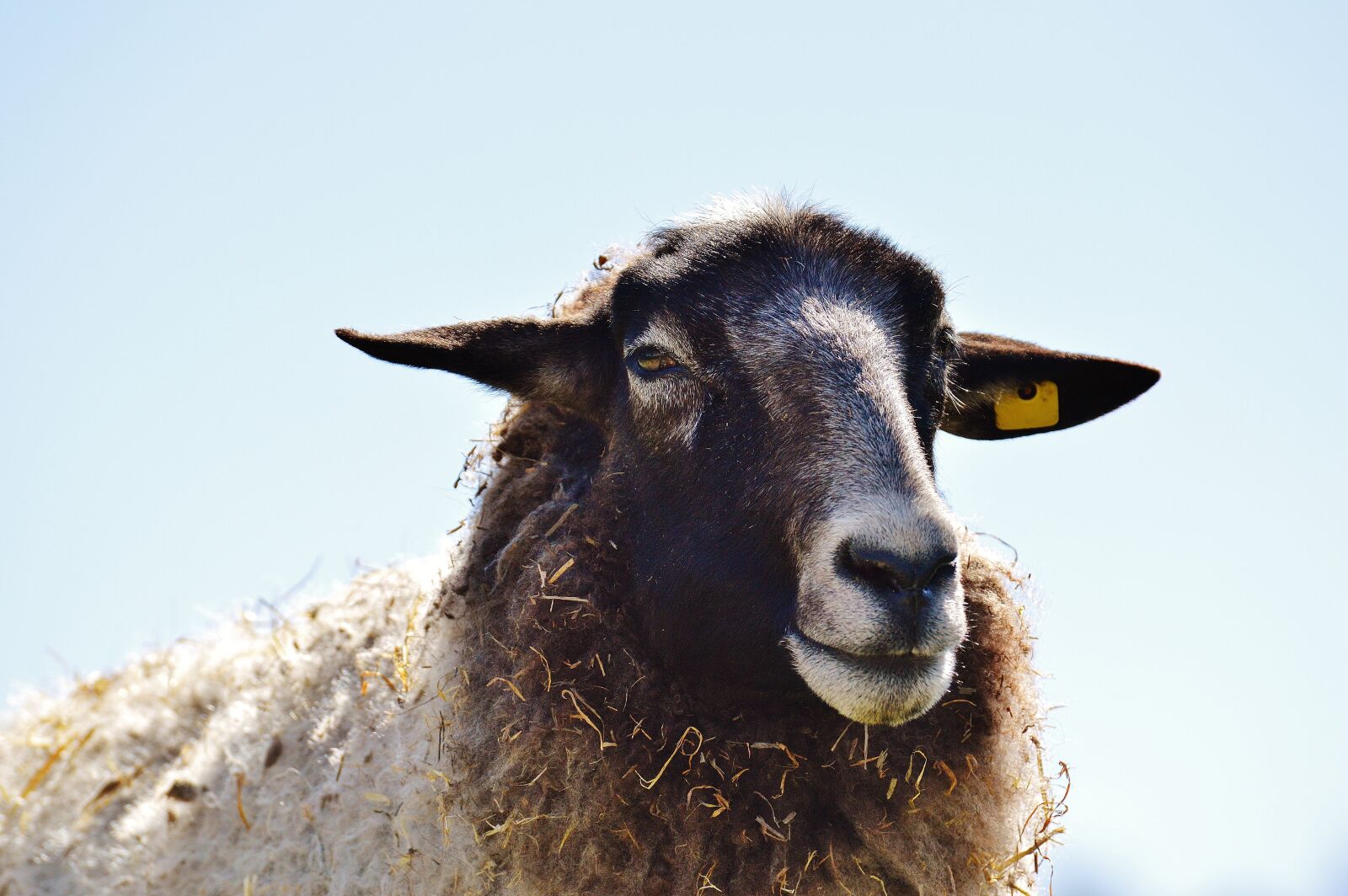 Nikon D3200 sample photo. Sheep, wool, animal photography