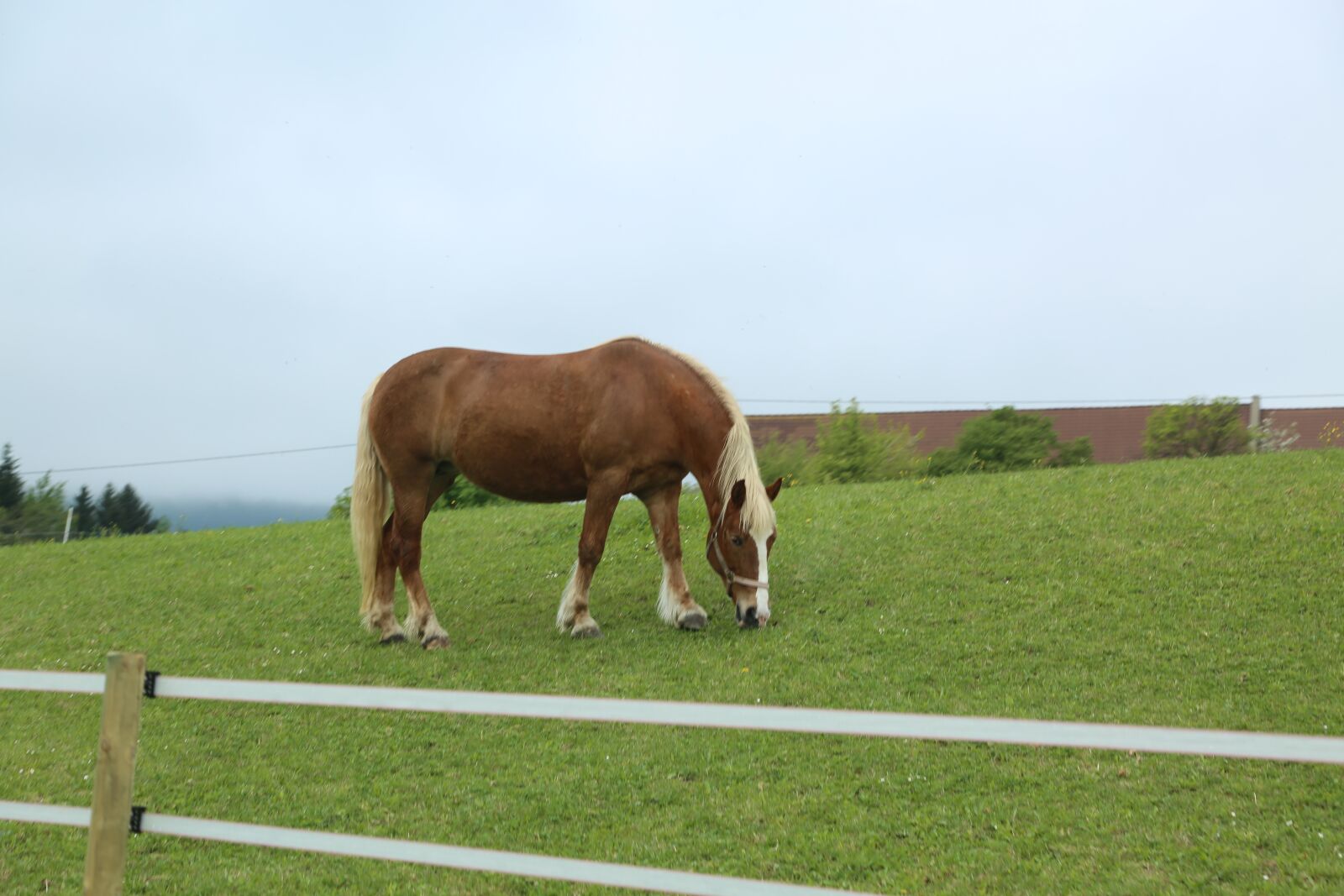 Canon EF 24-105mm F4L IS USM sample photo. Horse, animal, nature photography