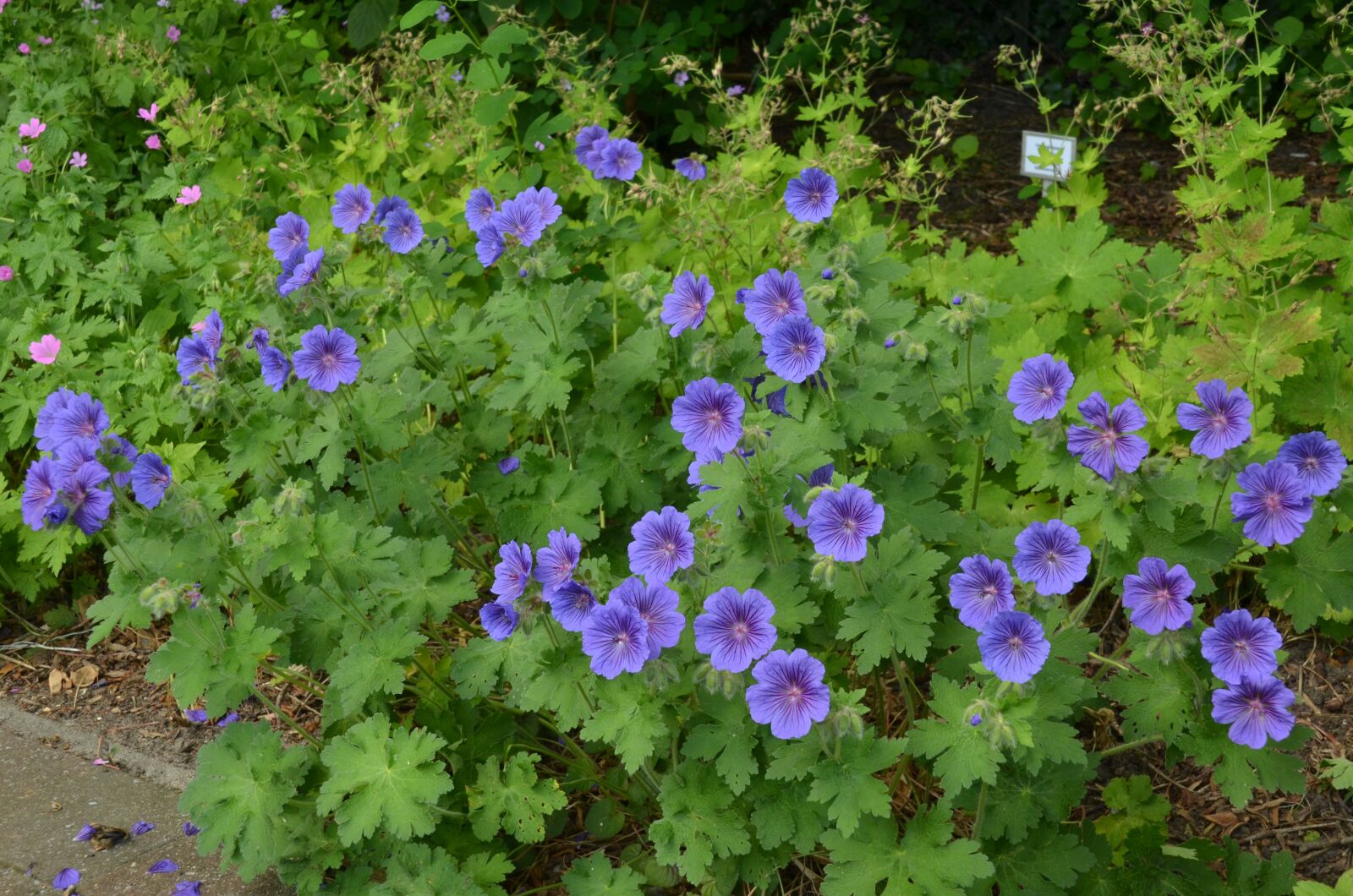 Nikon D7000 sample photo. Garden, perk, flower photography