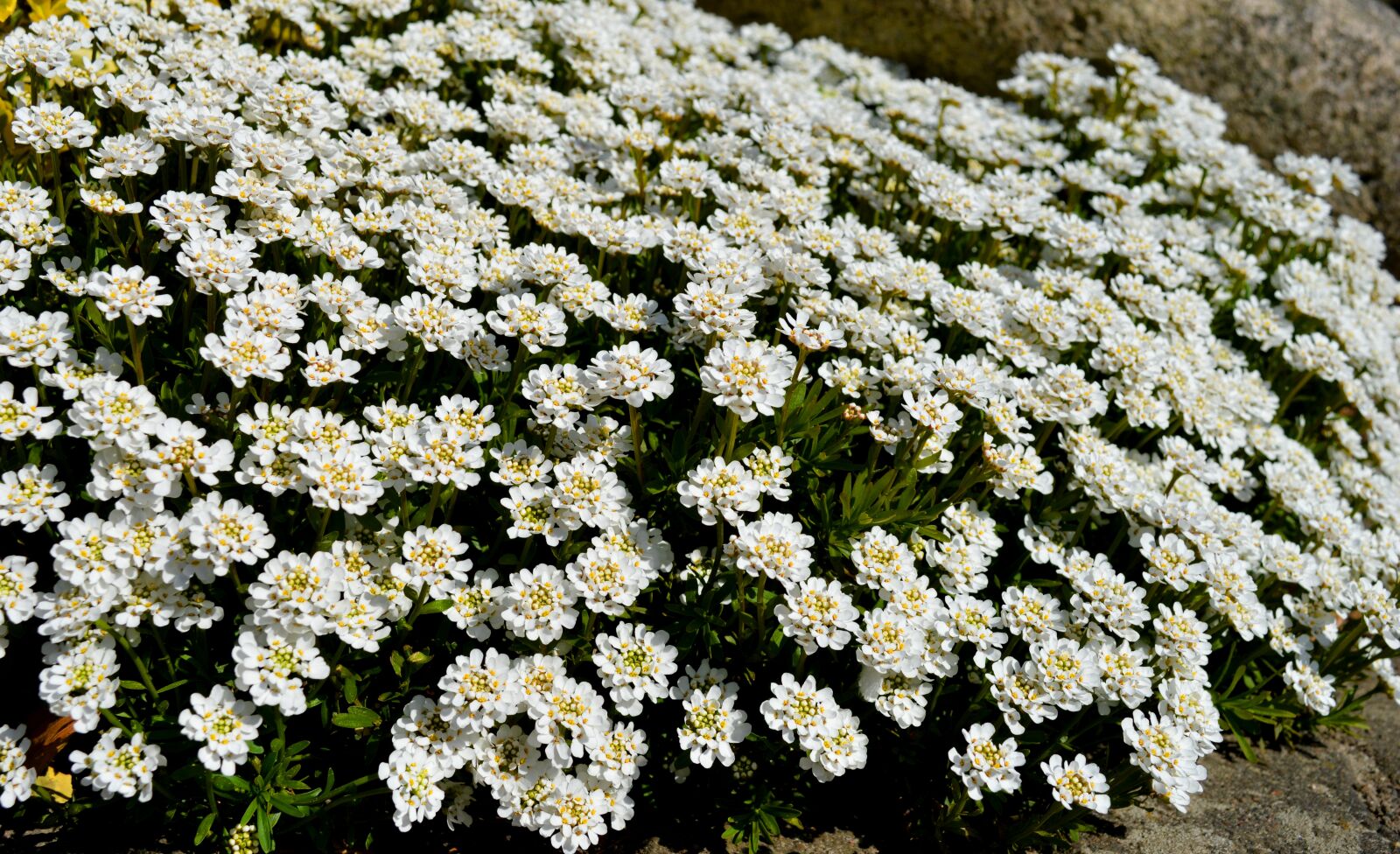 Nikon D3200 sample photo. Candytuft, ground cover, flowers photography