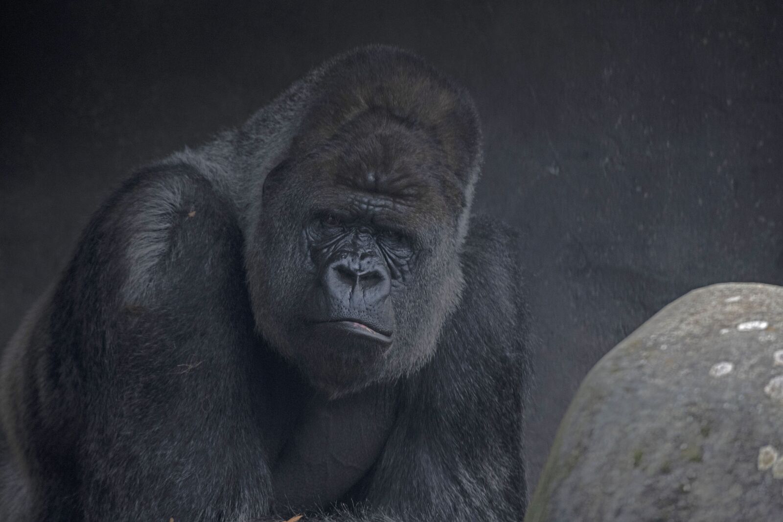 Nikon Z7 sample photo. Gorilla, silverback, animal photography