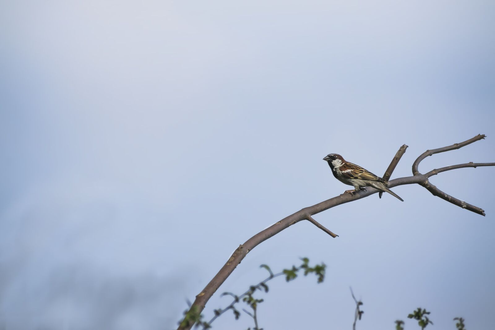Nikon D3300 sample photo. Sparrow, bird, wildlife photography