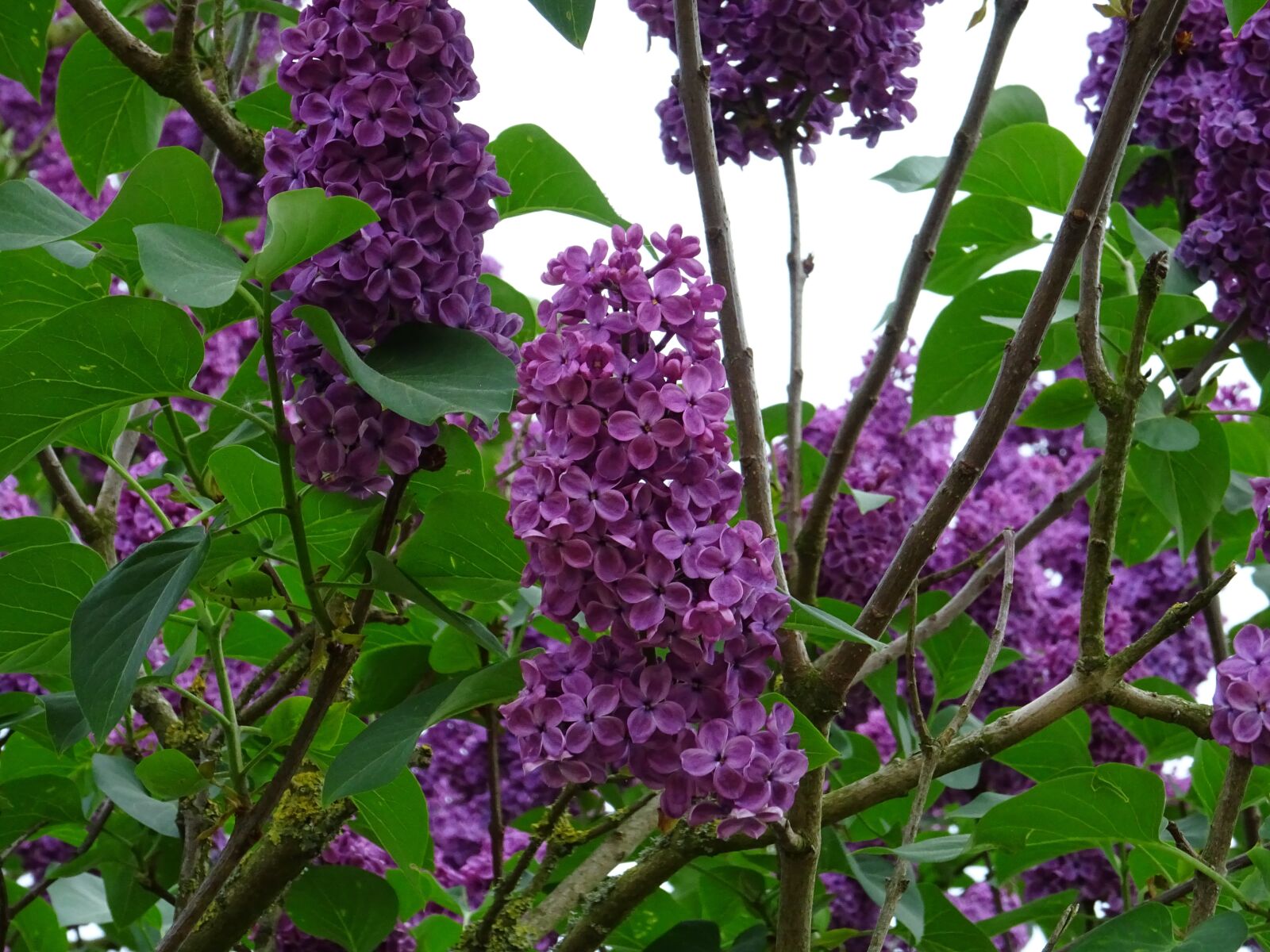 Sony DSC-HX60 sample photo. Purple, flower, plant photography