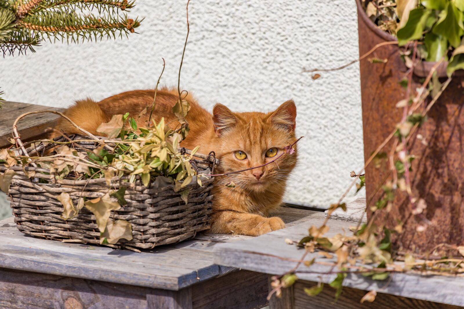Tamron 28-300mm F3.5-6.3 Di VC PZD sample photo. Cat, red, still life photography