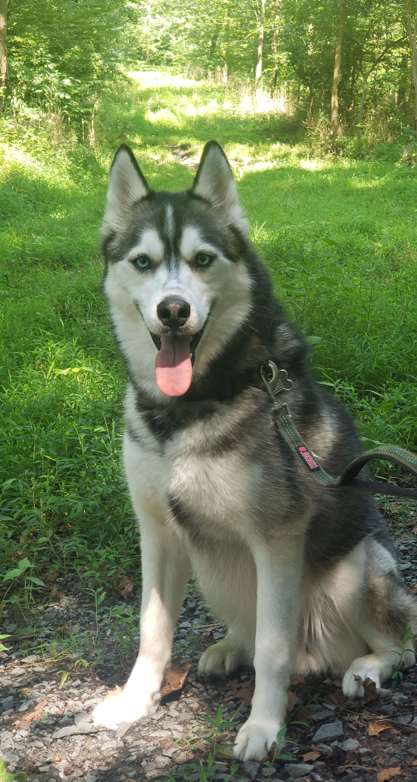 Samsung Galaxy Note9 sample photo. Dog, husky, beautiful photography