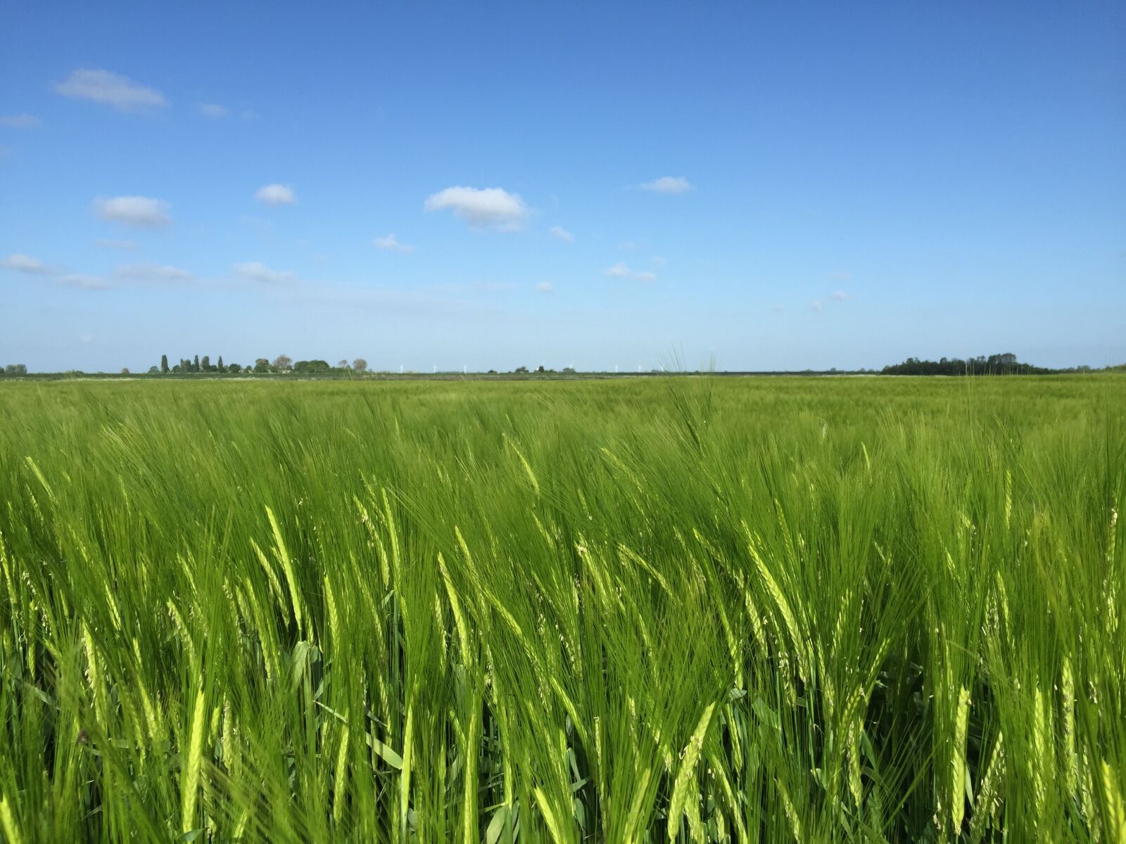 Apple iPhone 6 sample photo. Field, blue sky, barley photography