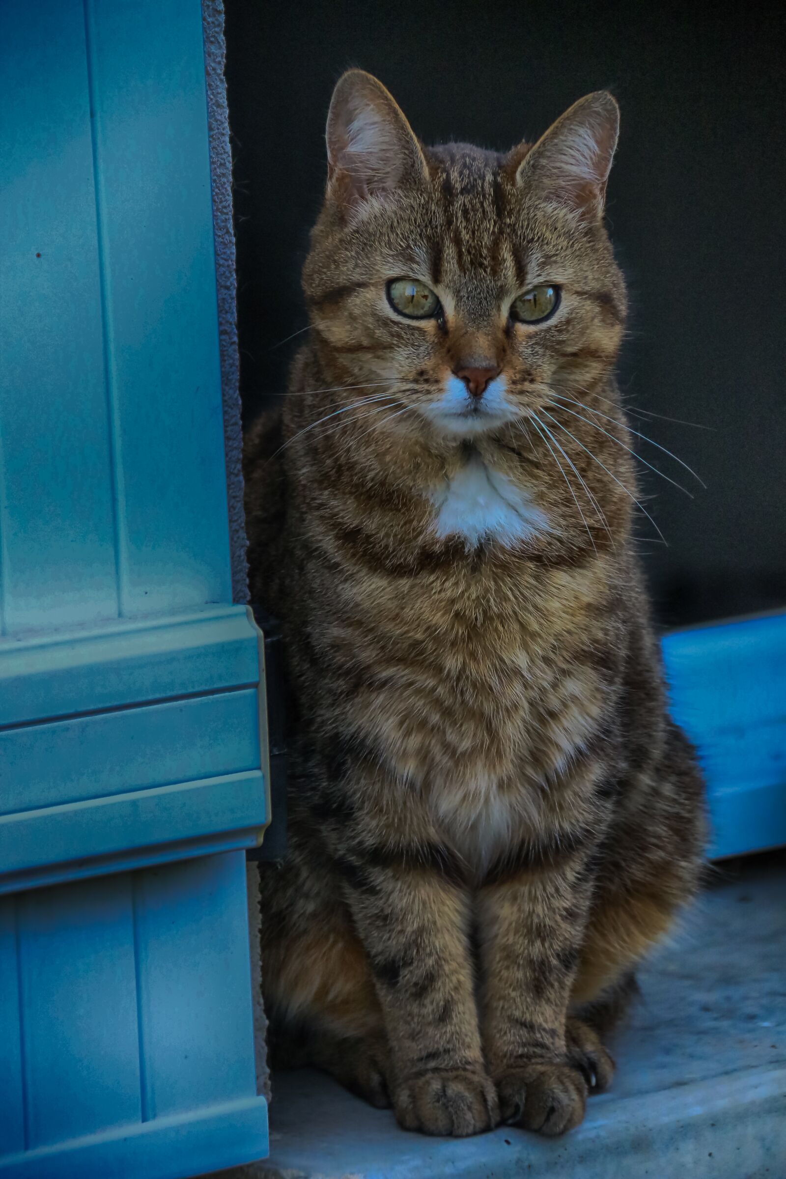 Canon EOS 70D + Canon EF-S 18-200mm F3.5-5.6 IS sample photo. Animals, cat, european photography