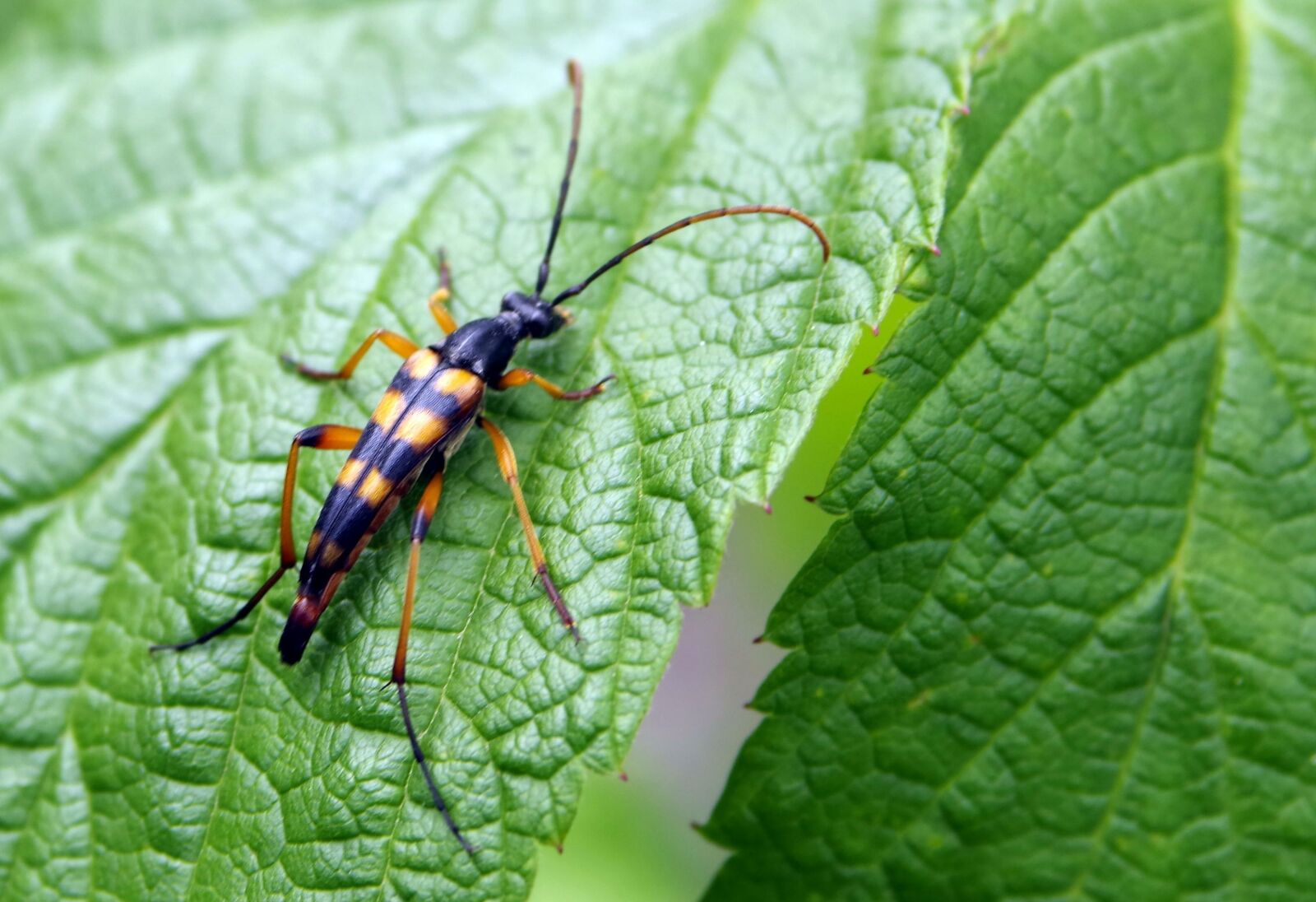 Pentax K-S2 sample photo. Insect, żółtoczarny, long photography
