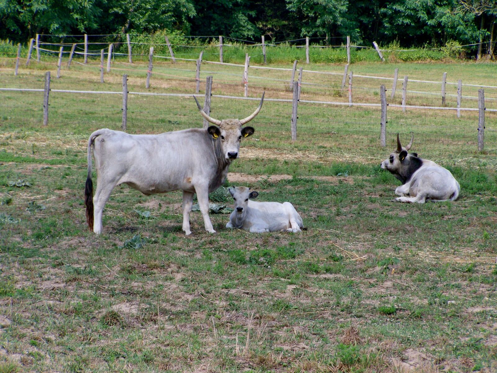 Kodak EASYSHARE ZD710 ZOOM DIGITAL CAMERA sample photo. Hungarian grey cattle, farm photography