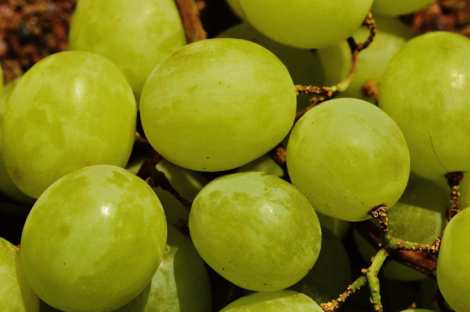 Nikon D3200 sample photo. Grapes, fruit, table grapes photography