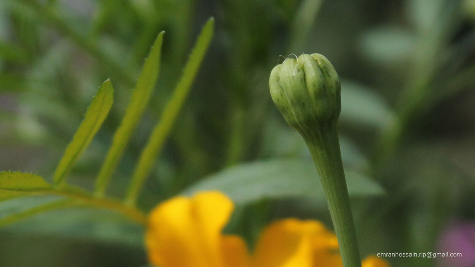 Canon EOS 1100D (EOS Rebel T3 / EOS Kiss X50) sample photo. Nature, nice, wallpaper photography