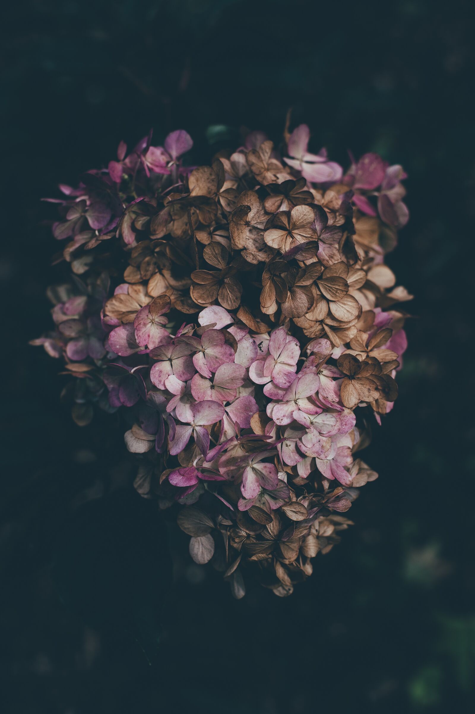 Nikon D4S sample photo. Beautiful, bloom, blooming photography