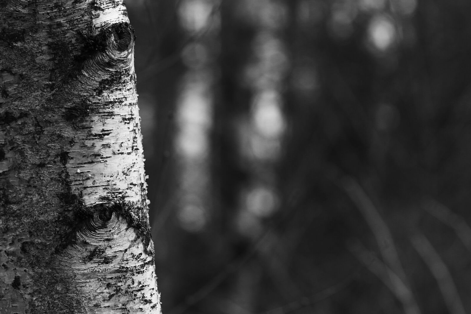 Canon EOS 7D Mark II + Canon EF 135mm F2L USM sample photo. Abstract, nature, tree photography