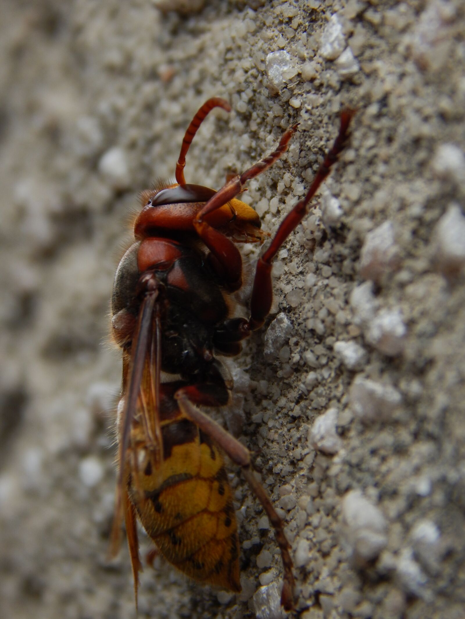 Nikon Coolpix L830 sample photo. Hornet, insect, close up photography