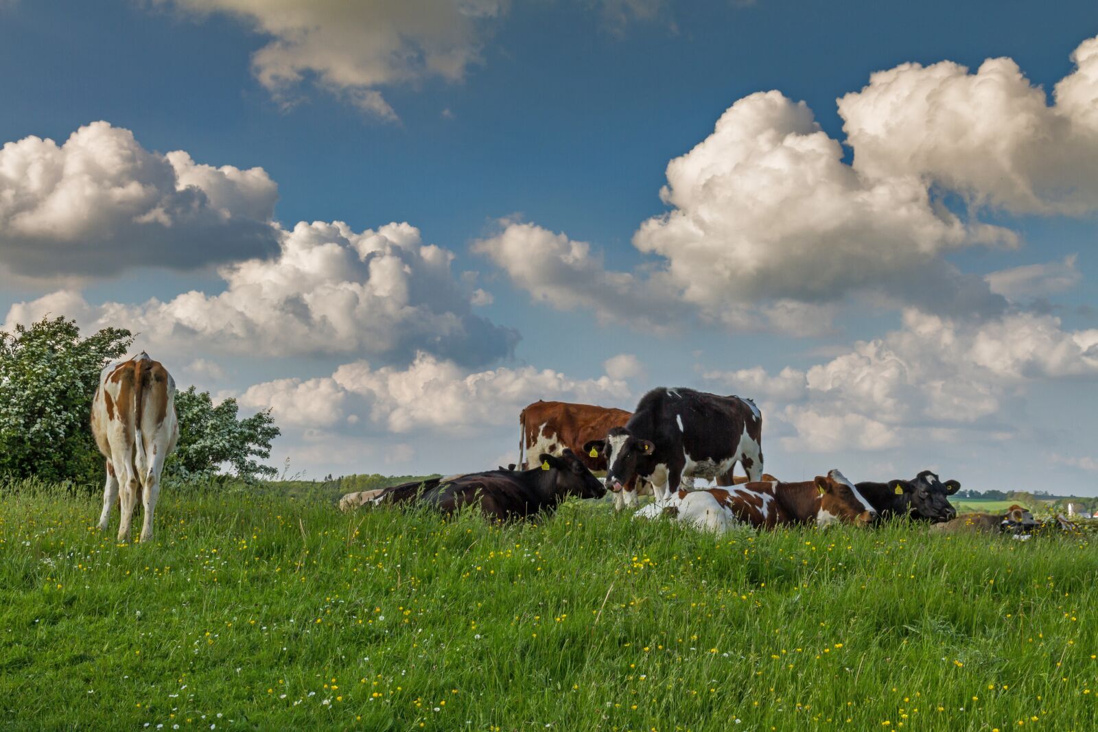 Canon EOS 7D sample photo. Denmark, cows, pasture photography