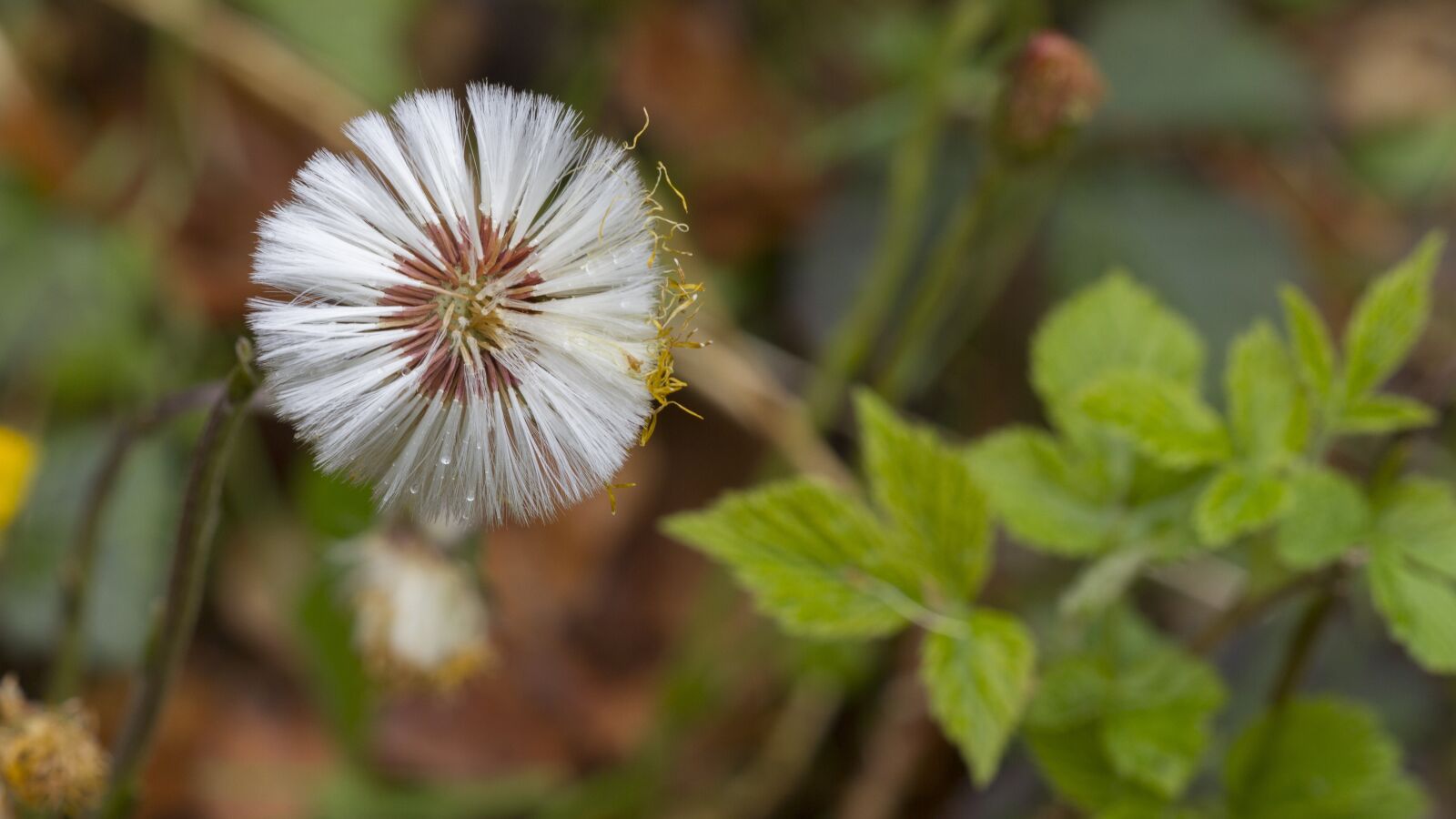 Canon EOS 7D sample photo. Nature, faded, seeds was photography