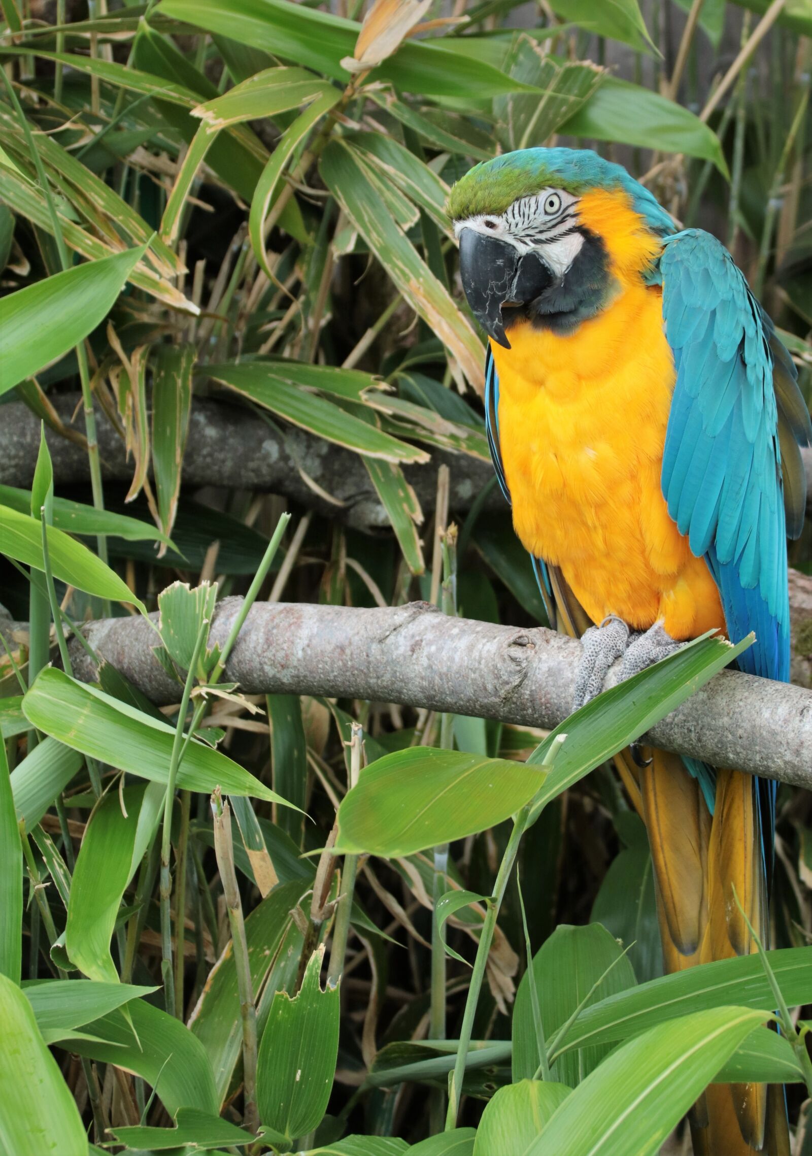 Canon EOS 760D (EOS Rebel T6s / EOS 8000D) sample photo. Parrot, macaw, bird photography