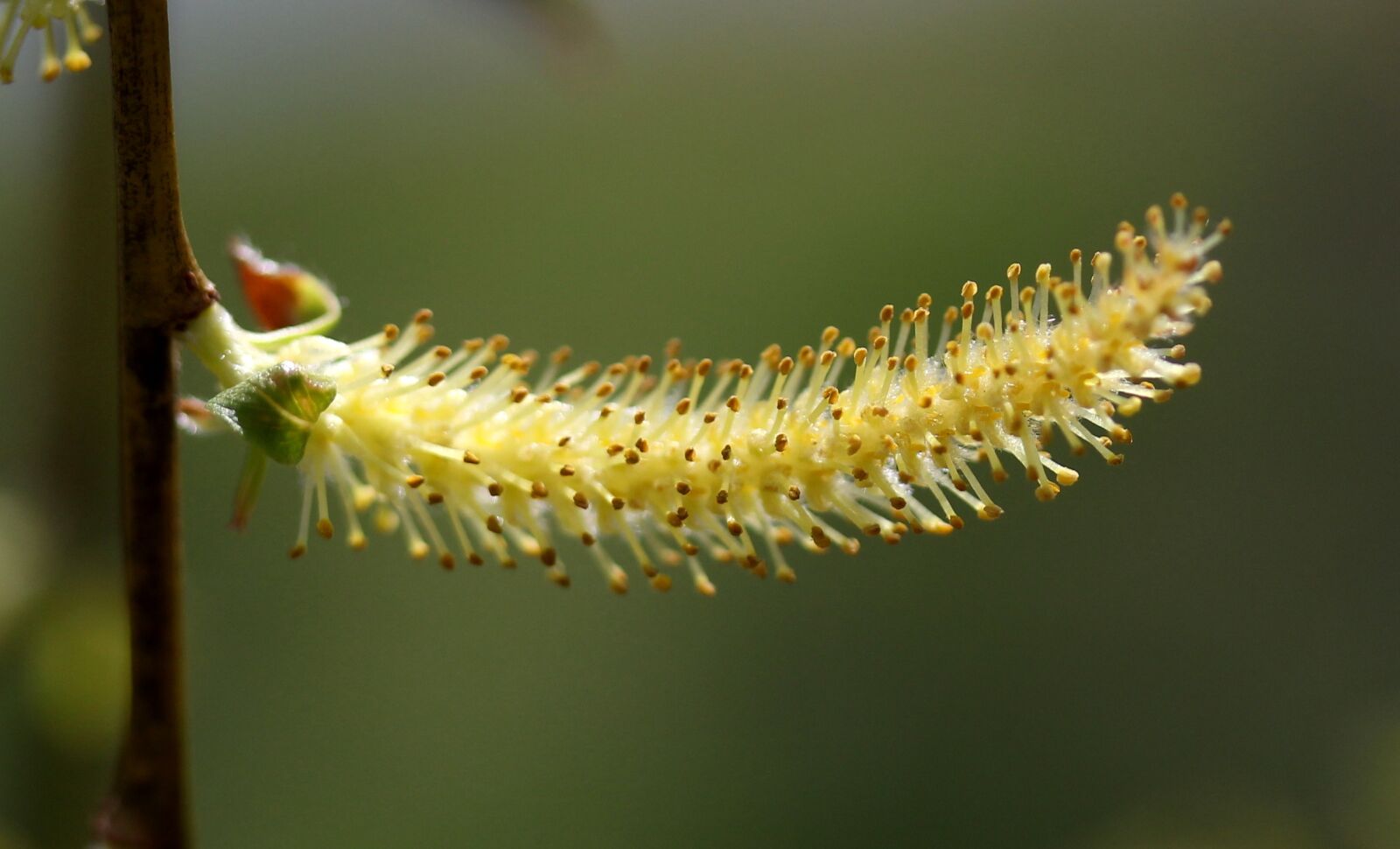 Canon EF-S 60mm F2.8 Macro USM sample photo. Willow, flower, plant photography