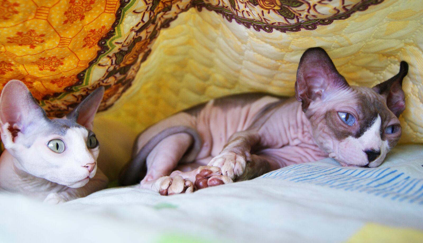 Sony Alpha DSLR-A230 sample photo. Lysyekiski, sphynx, paws photography