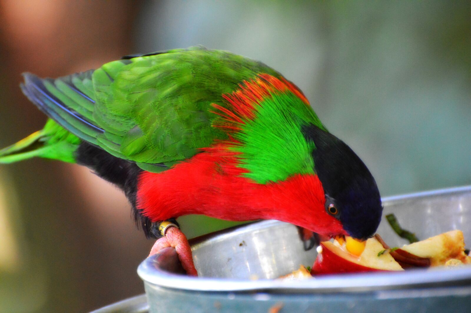 Nikon D3200 sample photo. Collared lory, bird, zoo photography