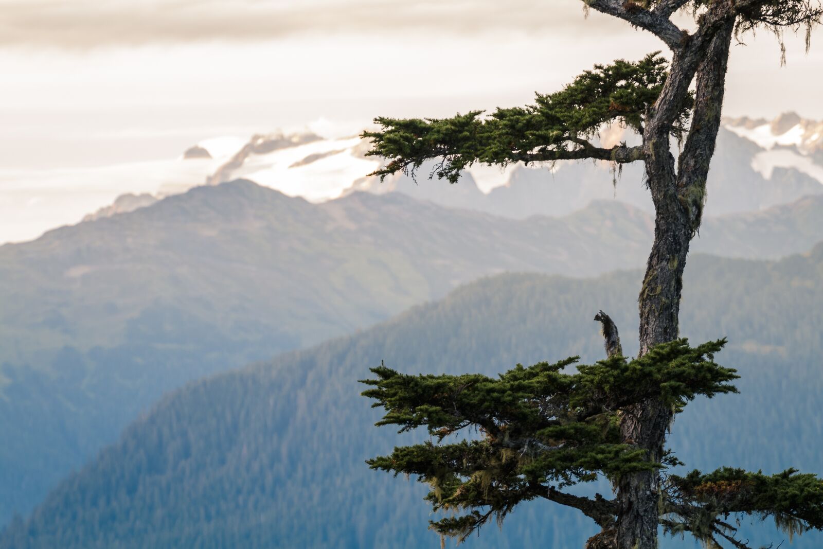 Canon EOS 70D sample photo. Mountains, fir tree, landscape photography