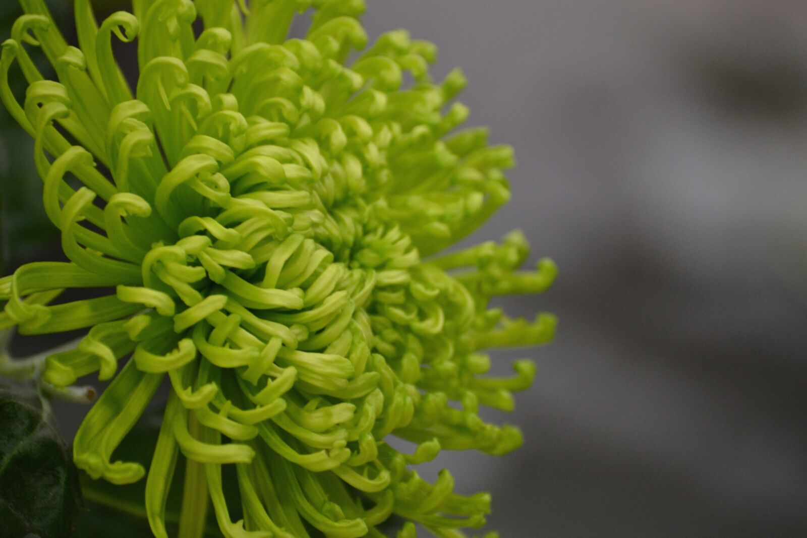 Nikon D3100 sample photo. Green leaves, vegetation, spring photography