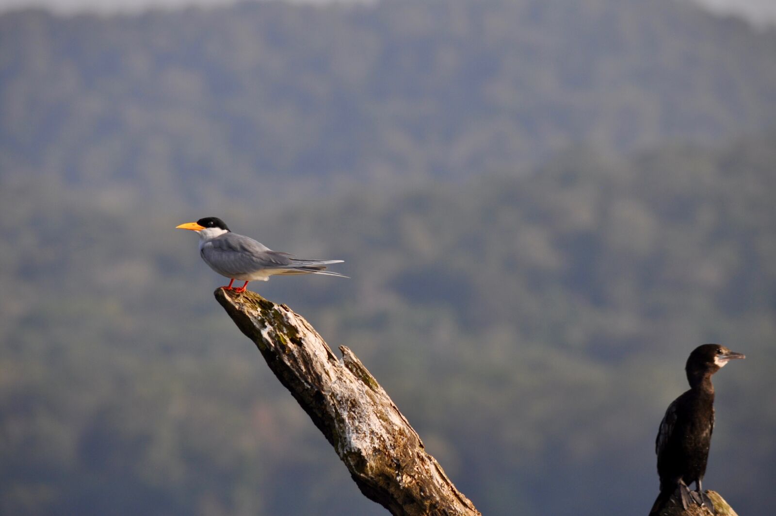 Nikon D5000 sample photo. Birds, twig, nature photography