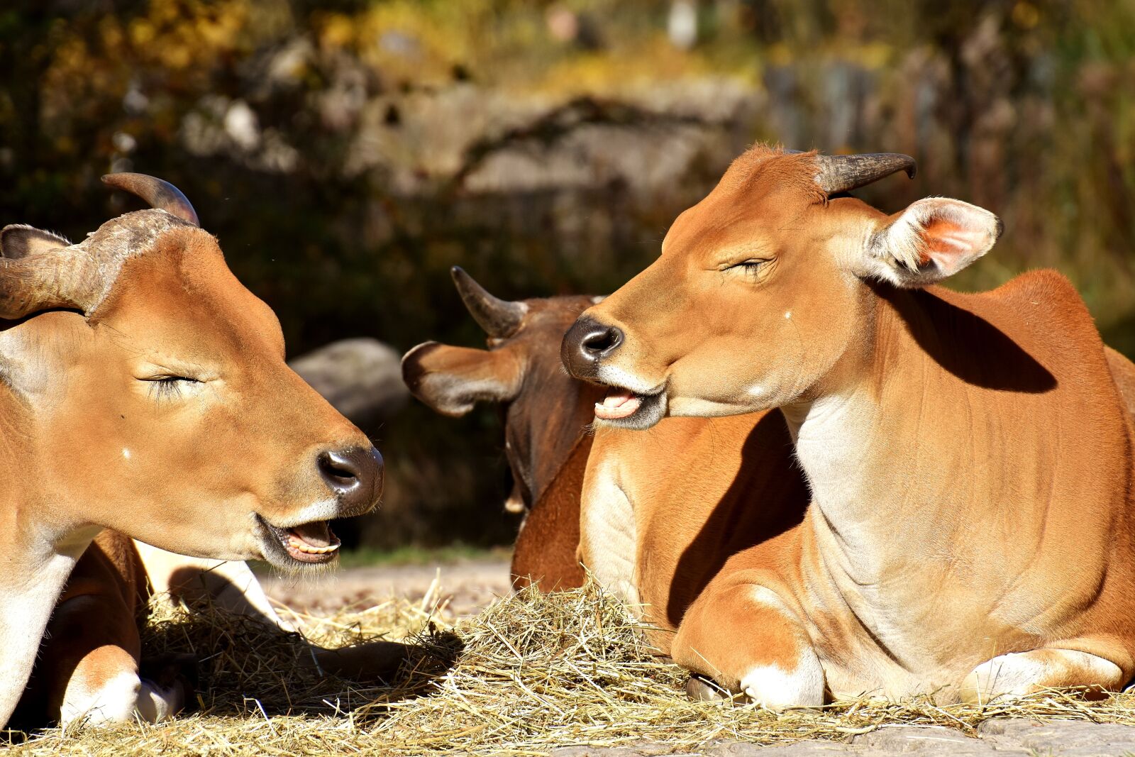 Nikon D7200 sample photo. Banteng, beef, bos javanicus photography