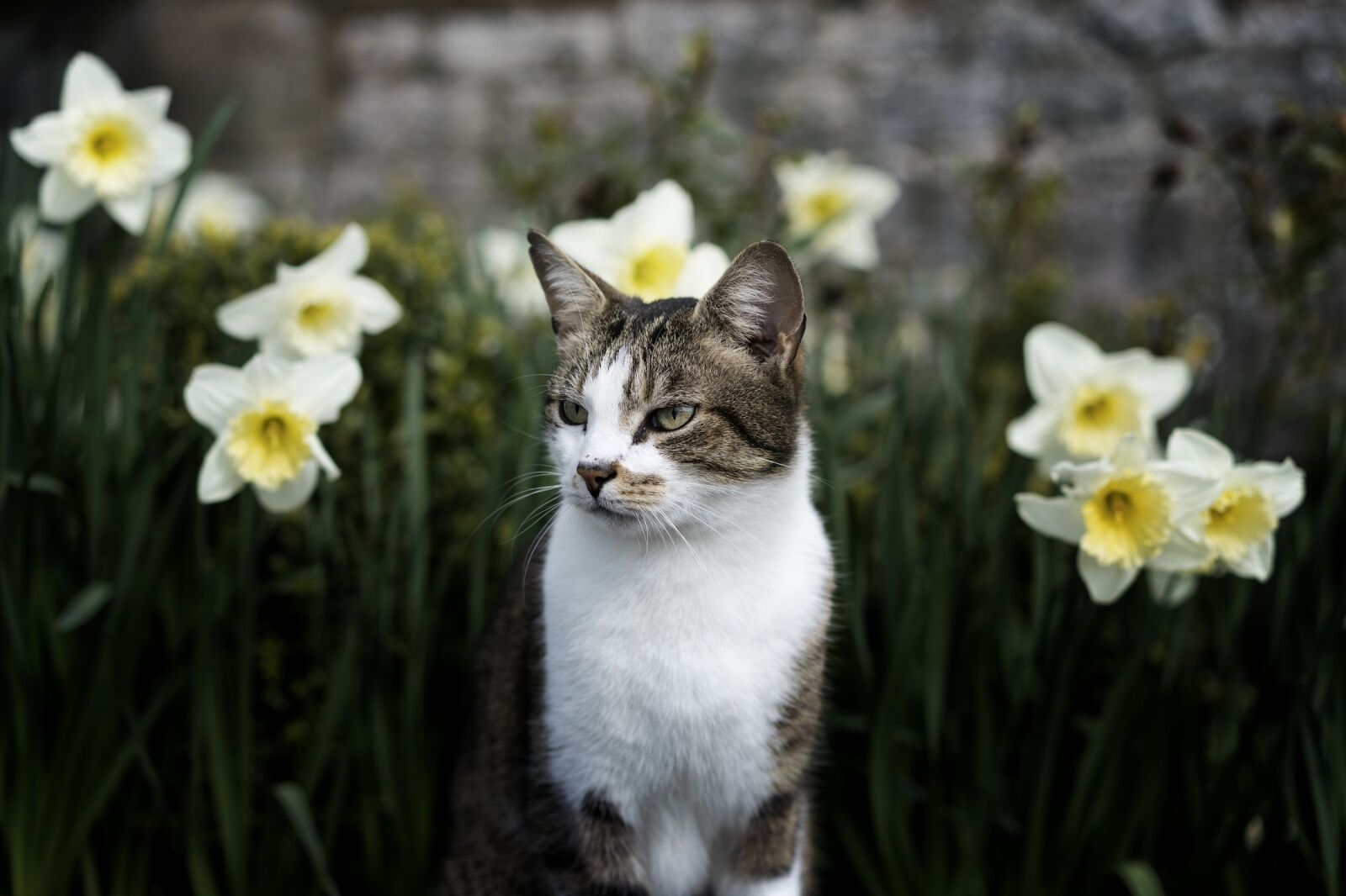 Sony a7R II + Sony Sonnar T* FE 55mm F1.8 ZA sample photo. Cat, feline, looking photography