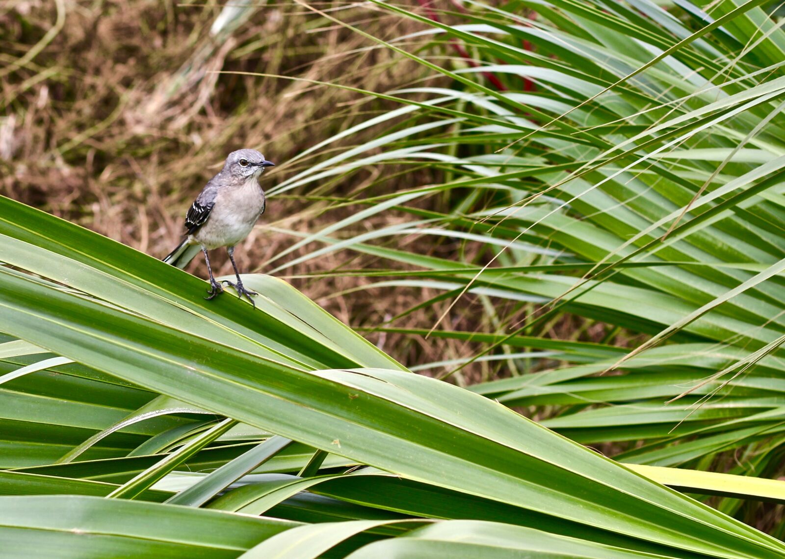Canon EOS 70D + Canon EF 50mm F1.4 USM sample photo. Bird, savannah, united states photography