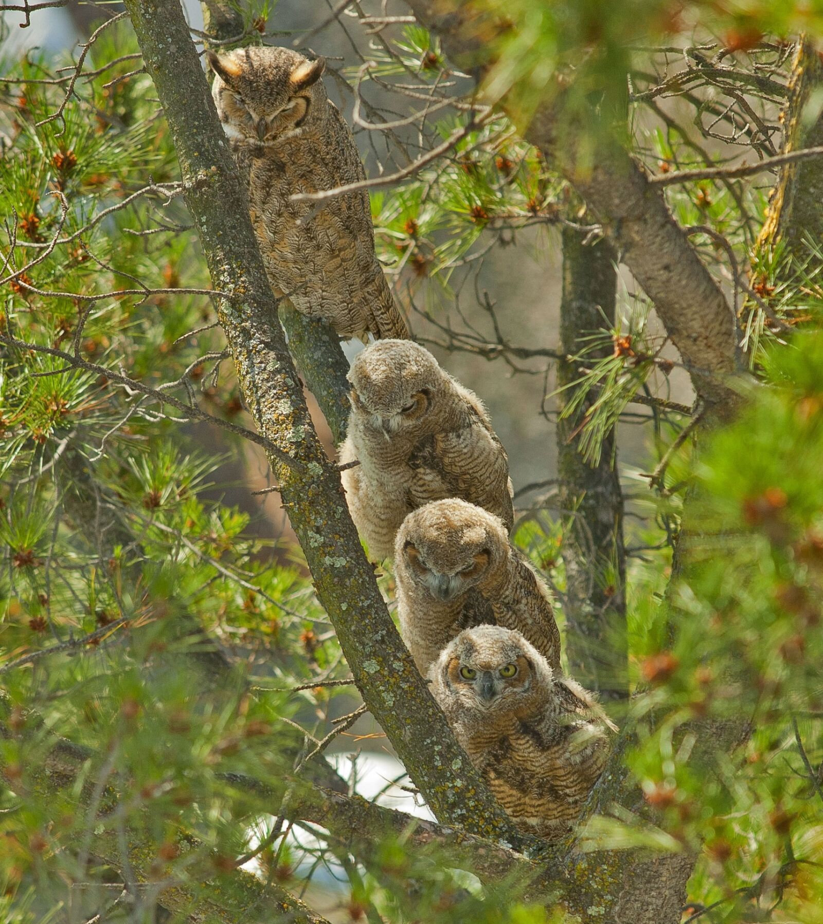 Canon EF 70-200mm F2.8L USM sample photo. Great horned owls, mother photography