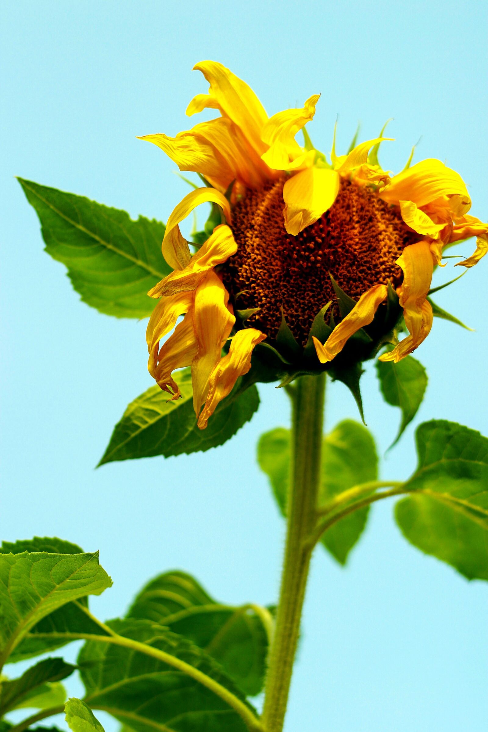 Canon EOS D60 sample photo. Flower, sunflower, tangled photography