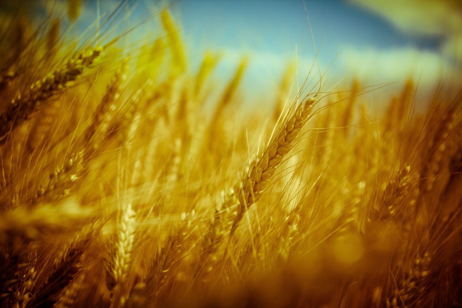 Canon EF-S 18-55mm F3.5-5.6 IS sample photo. Wheat, grain, bread photography